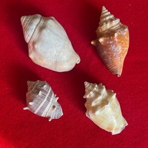 Coastal Pet Habitat Shell Set - Tan and Cream